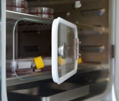 Binder CO2 Incubators with Hot Air Sterilization and Humidity Regulation | CBF 260